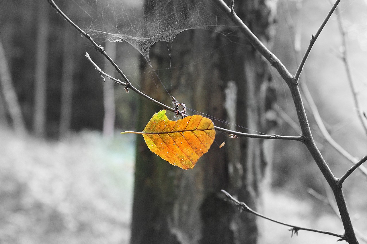 leaf  autumn leaf  nature free photo