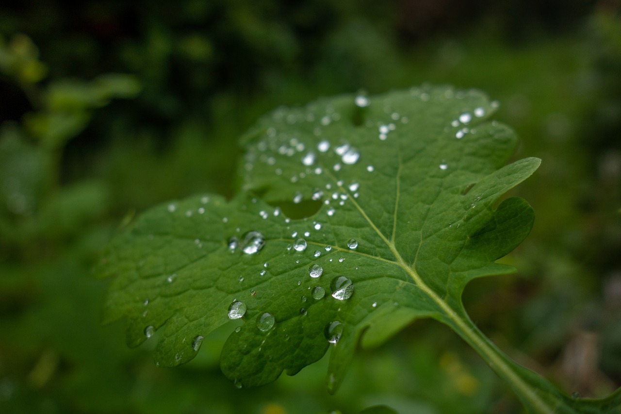 leaf  drop  water free photo