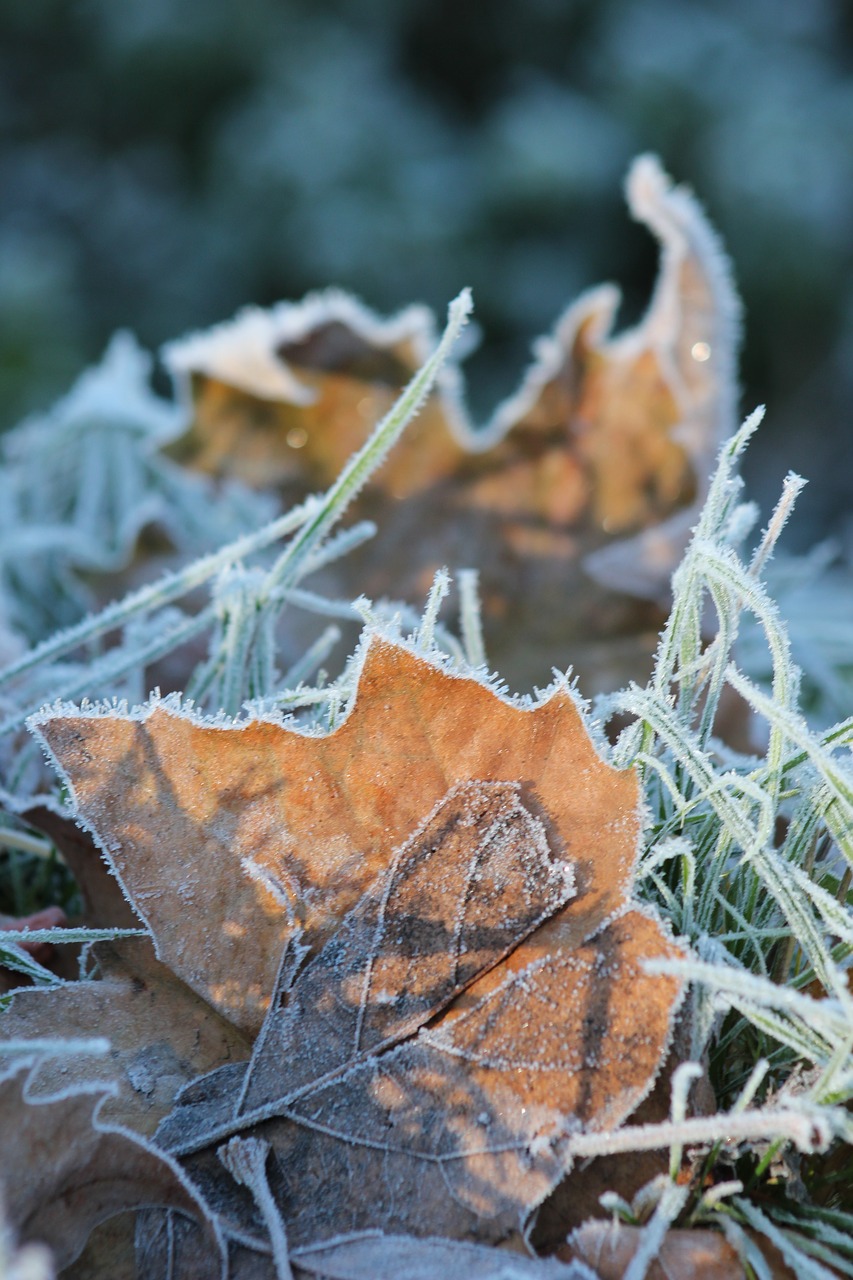 leaf  winter  nature free photo