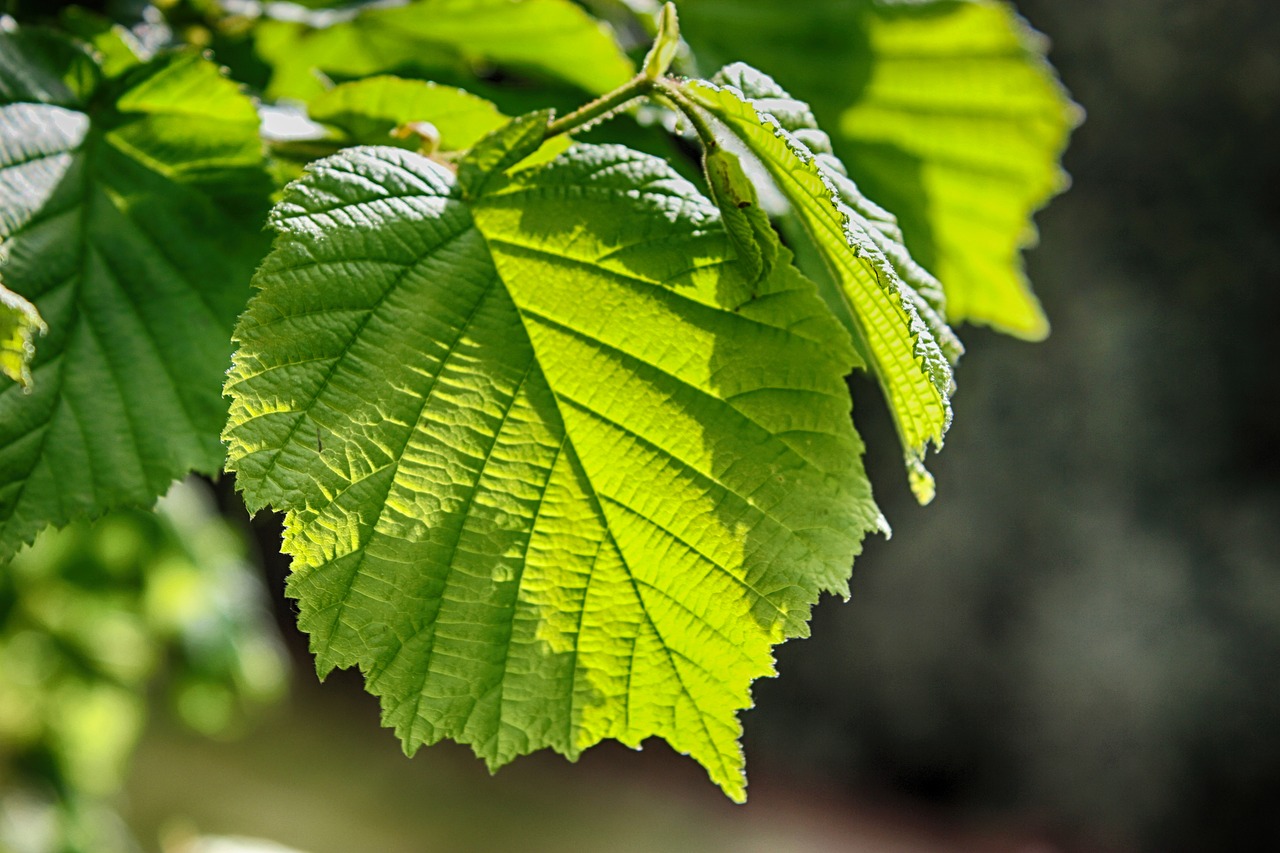 leaf  nature  natural free photo