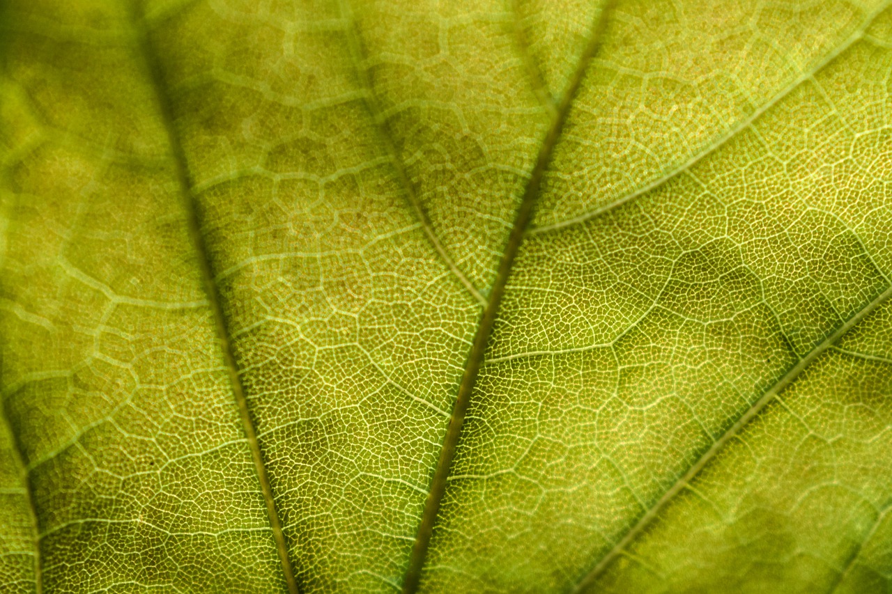 leaf  nature  closeup free photo