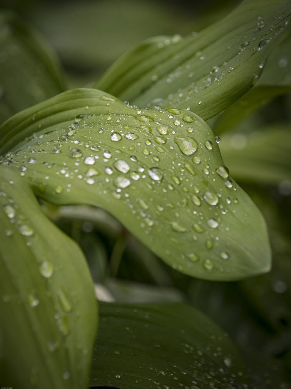 leaf  drip  nature free photo