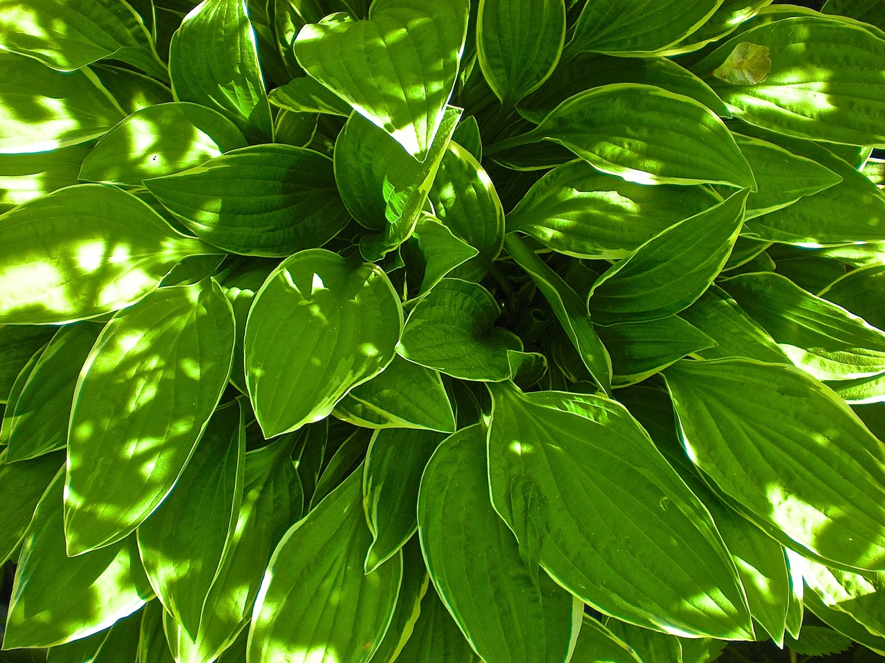 leaf green garden free photo