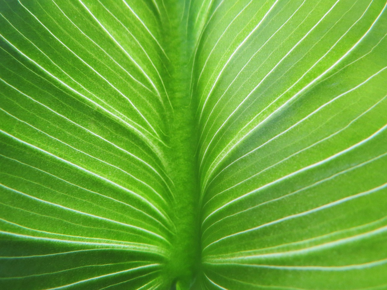 leaf  calla green  petiole free photo