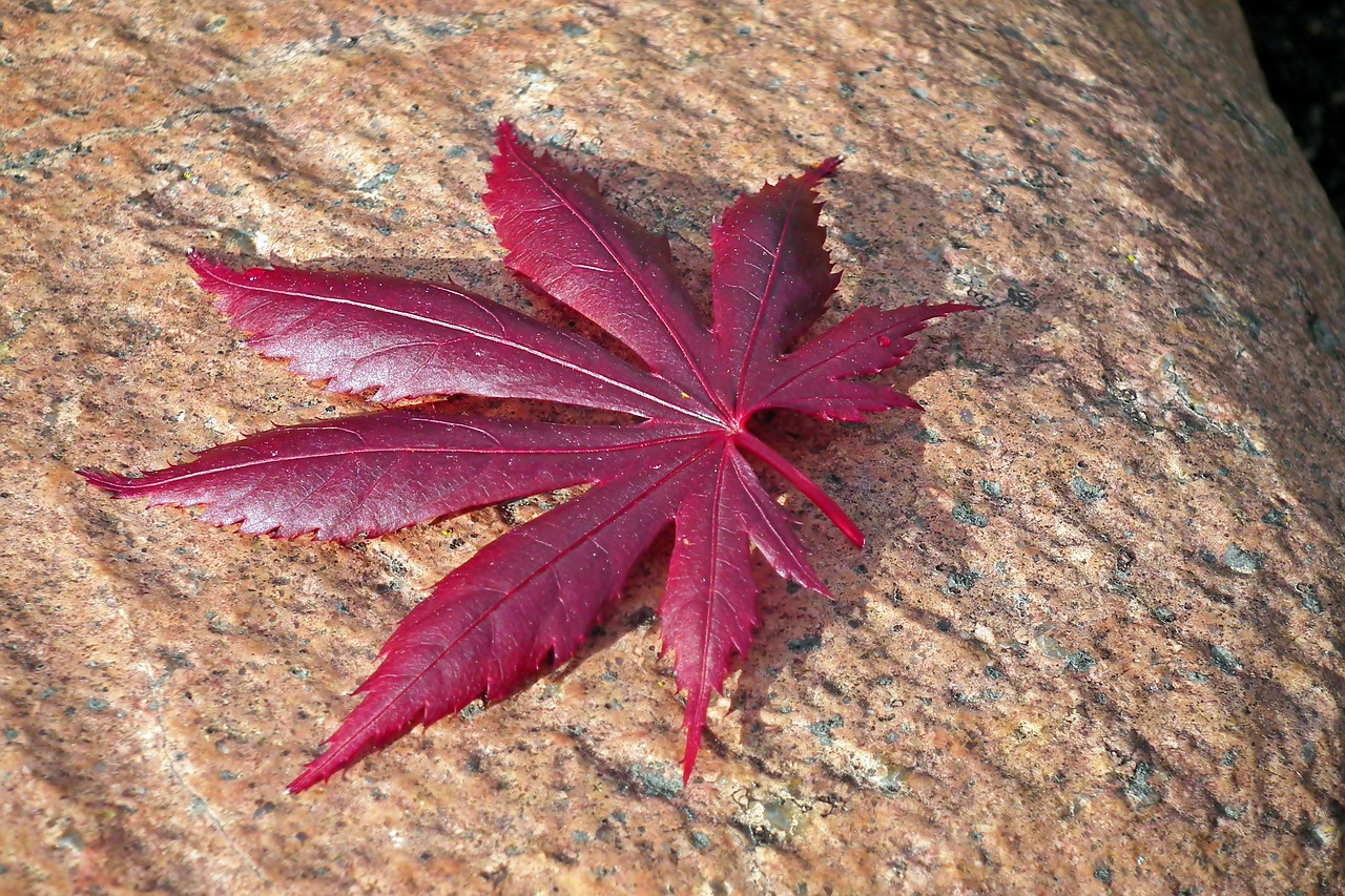 leaf  japanese maple  stone free photo