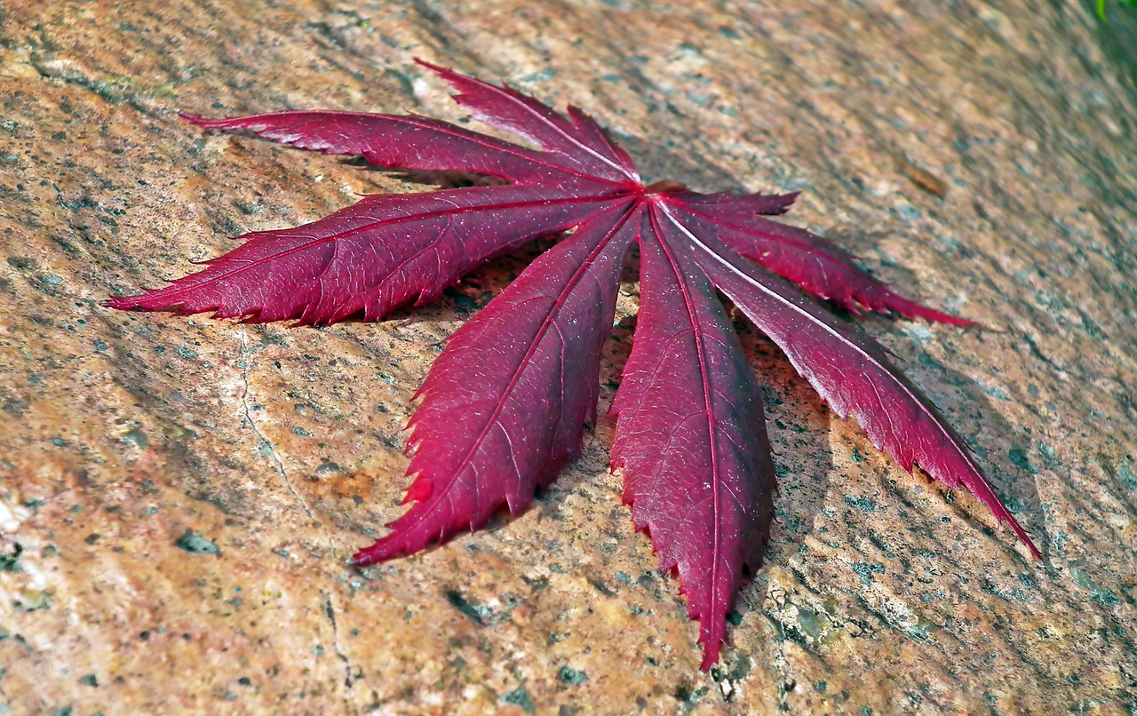 leaf  japanese maple  tree free photo