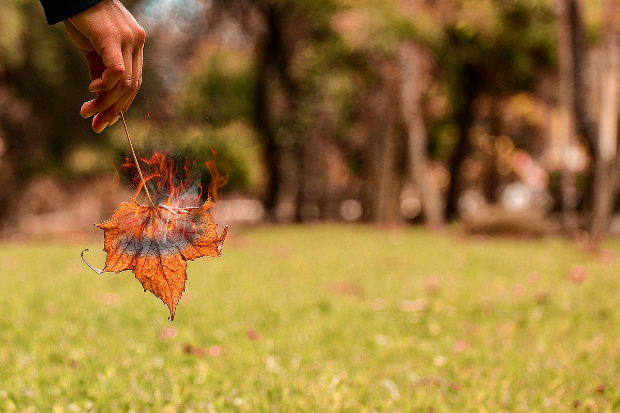 leaf  fire  berries free photo