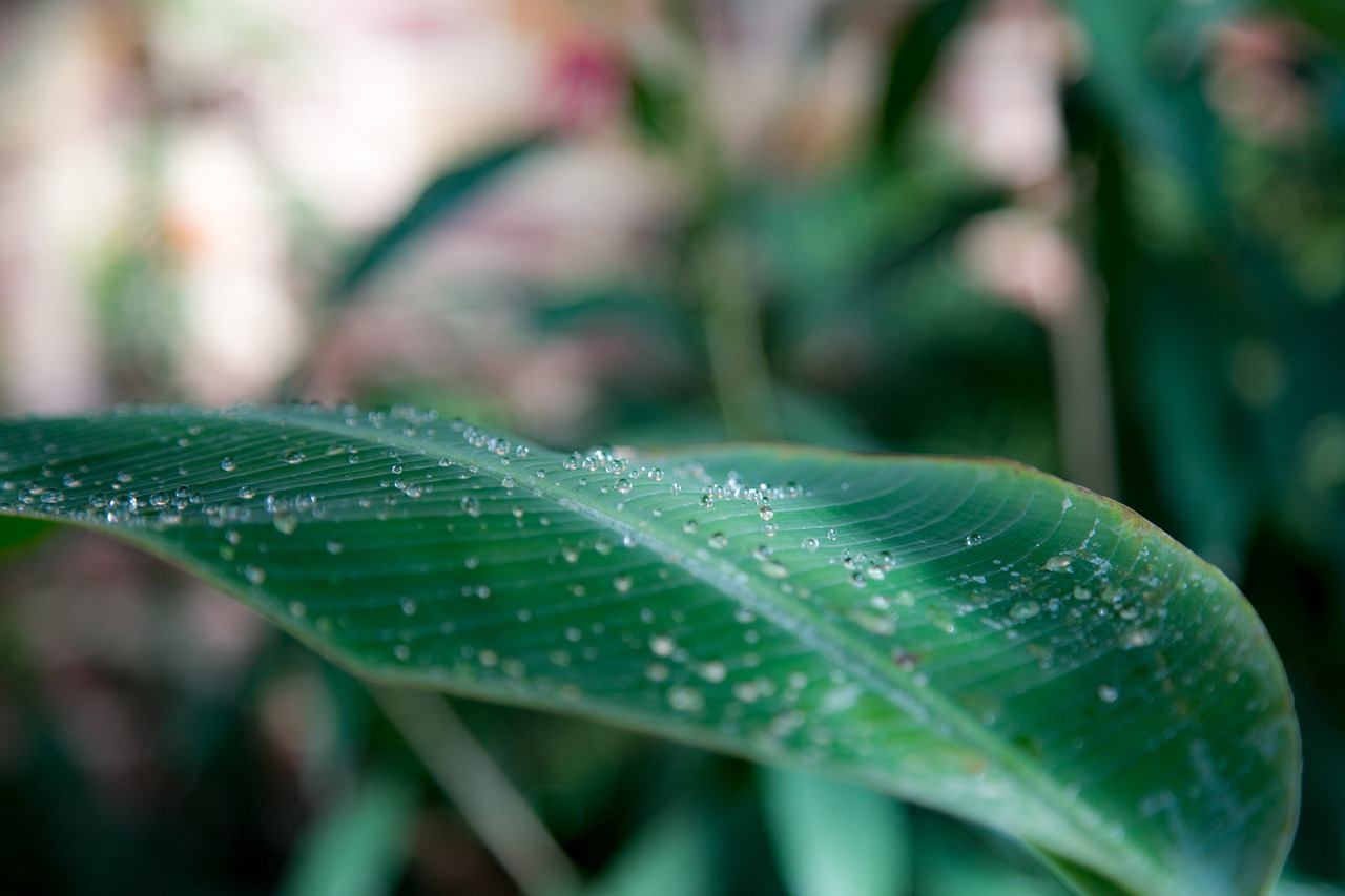 leaf  water  drip free photo