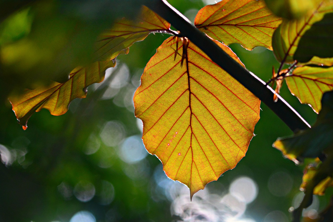 leaf  foliage  pattern free photo