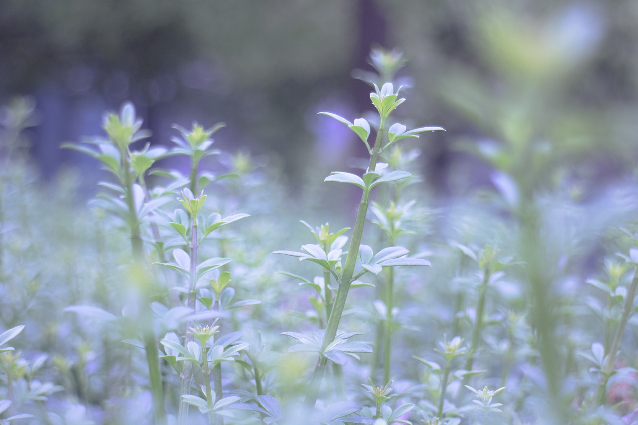 leaf  dream  purple free photo