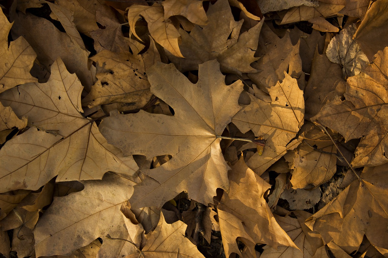 leaf autumn yellow free photo