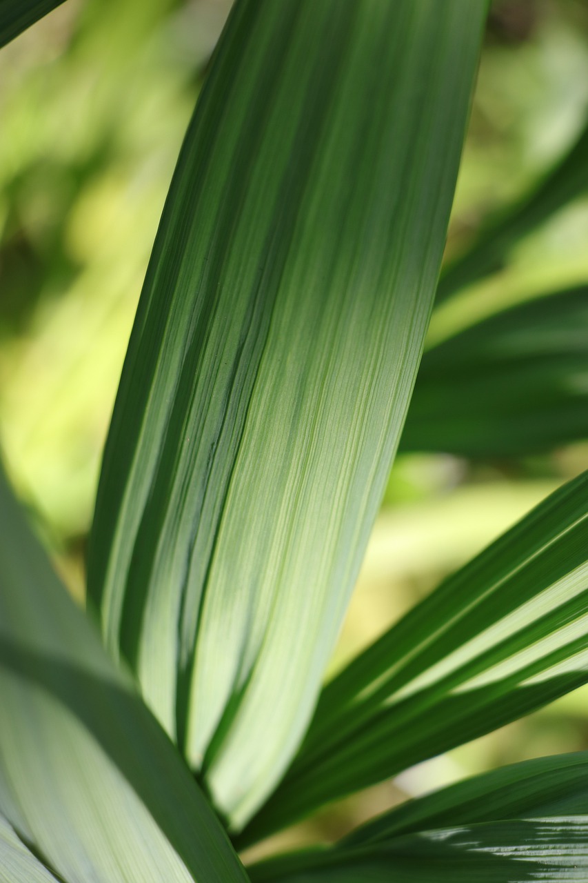 leaf  detail  green free photo