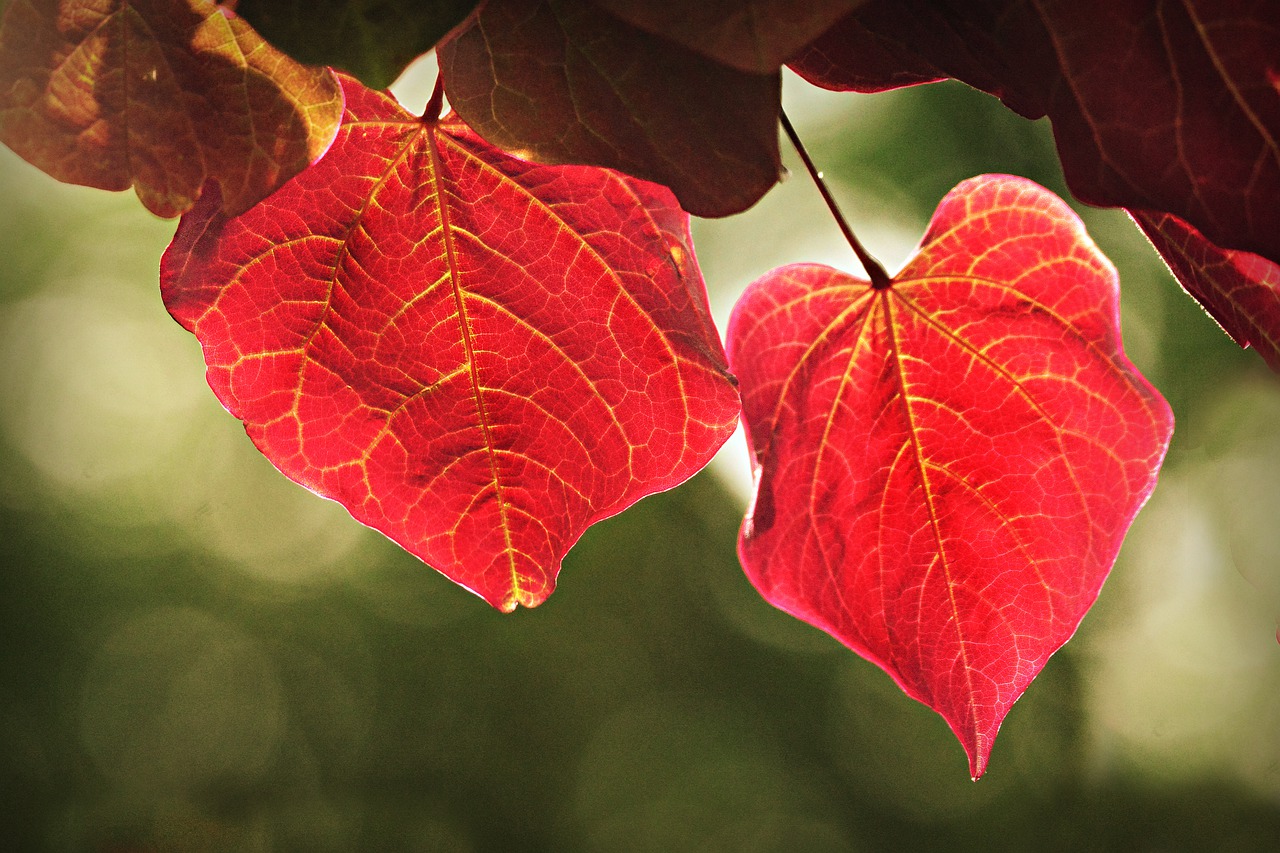 leaf  foliage  vein free photo