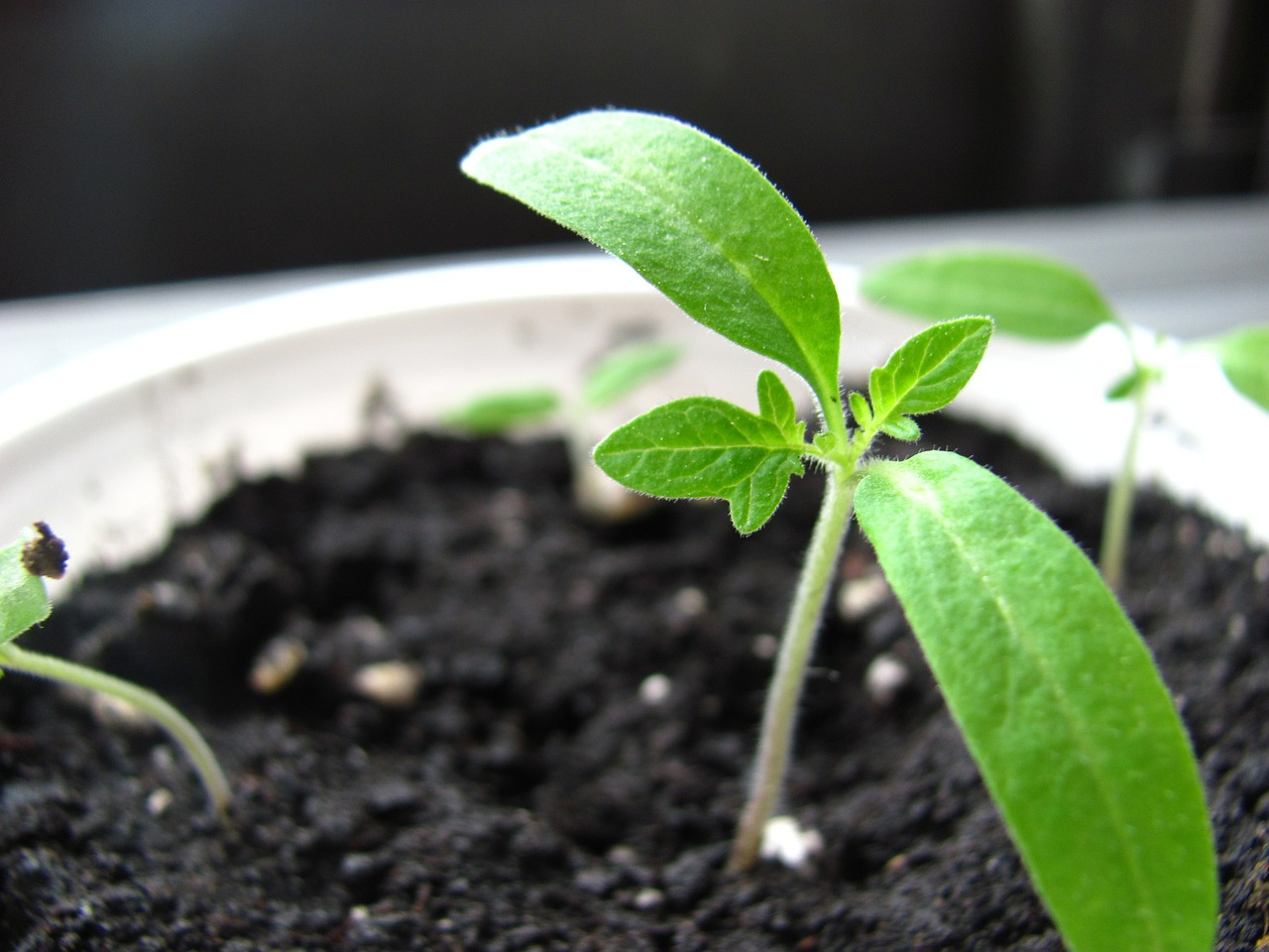 leaf growth seed free photo