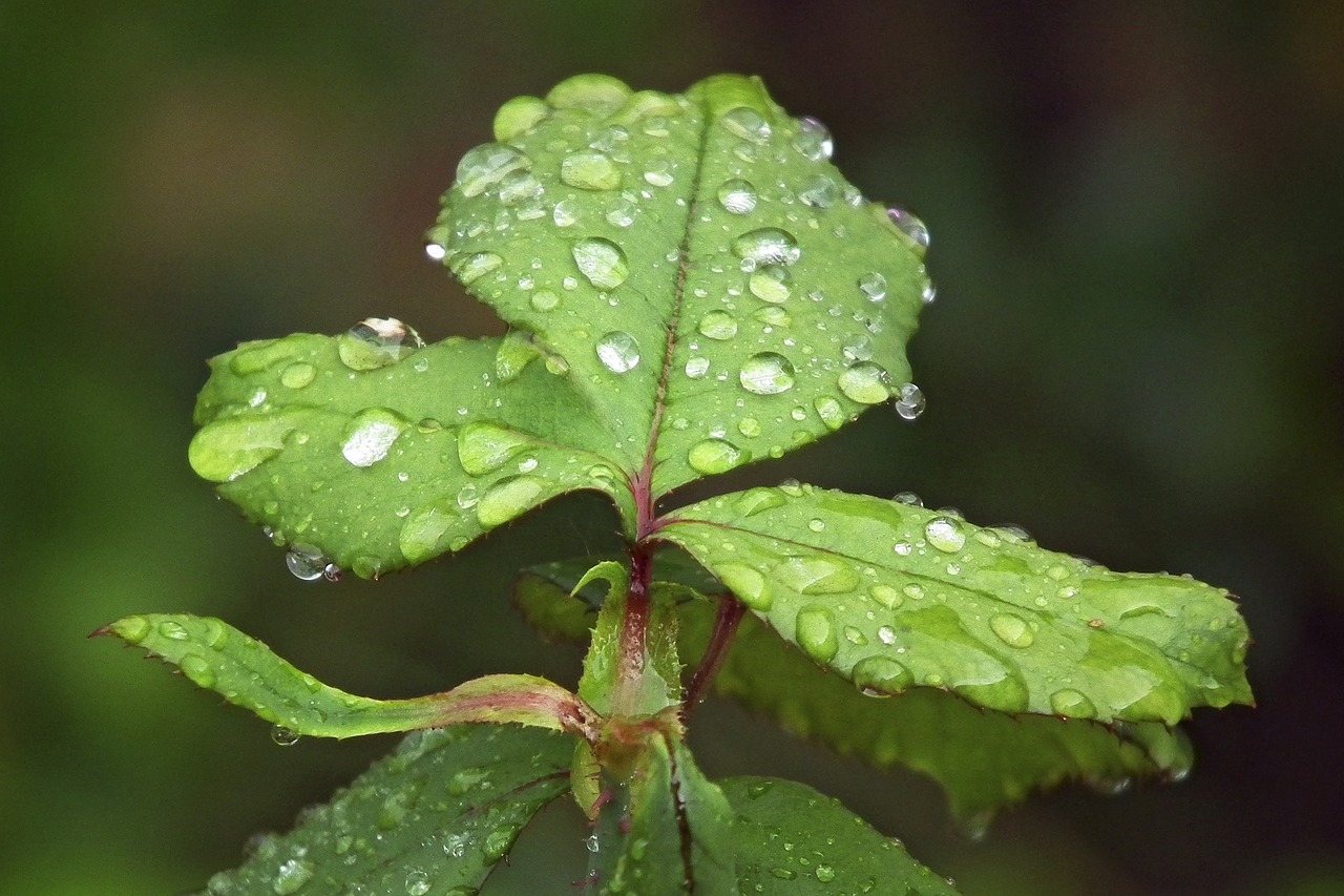 leaf rain drip free photo