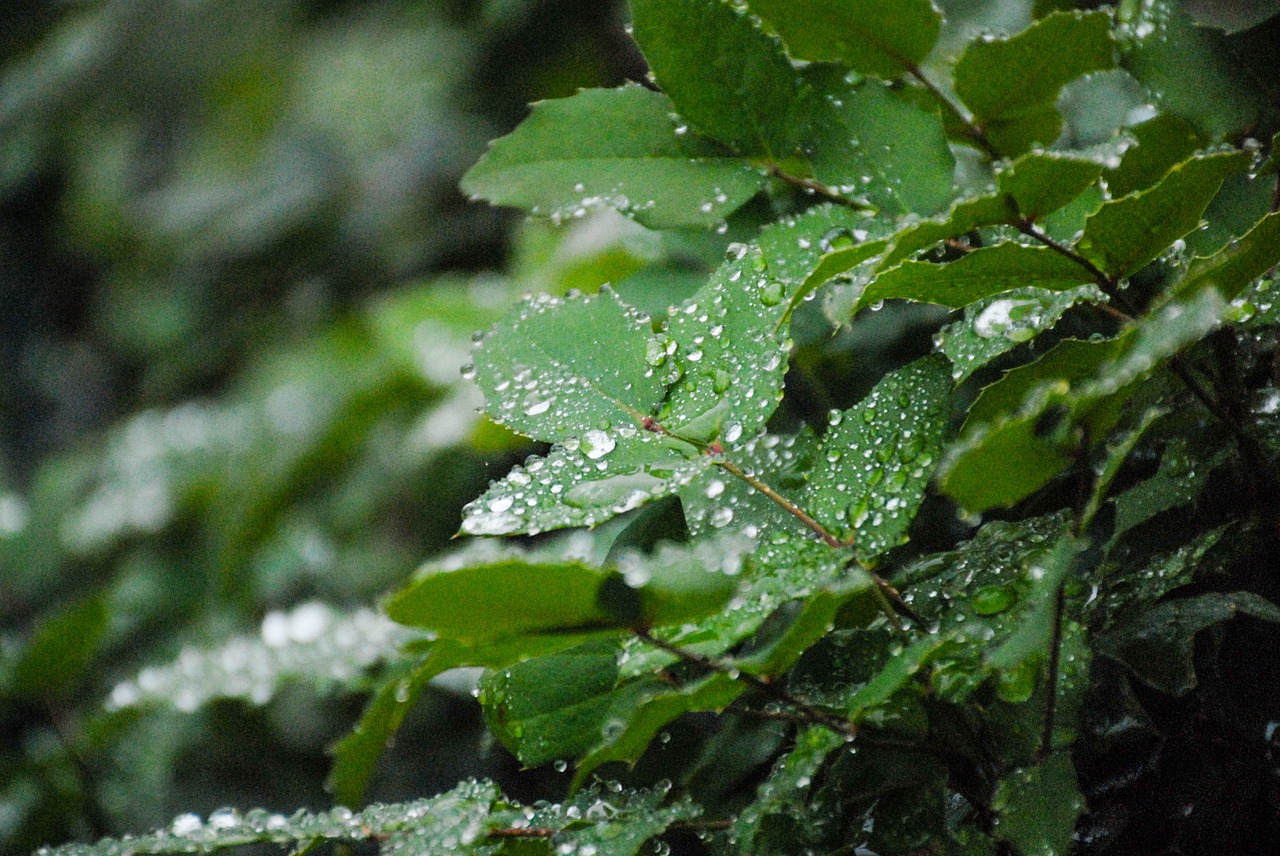 leaf  nature  leaves free photo