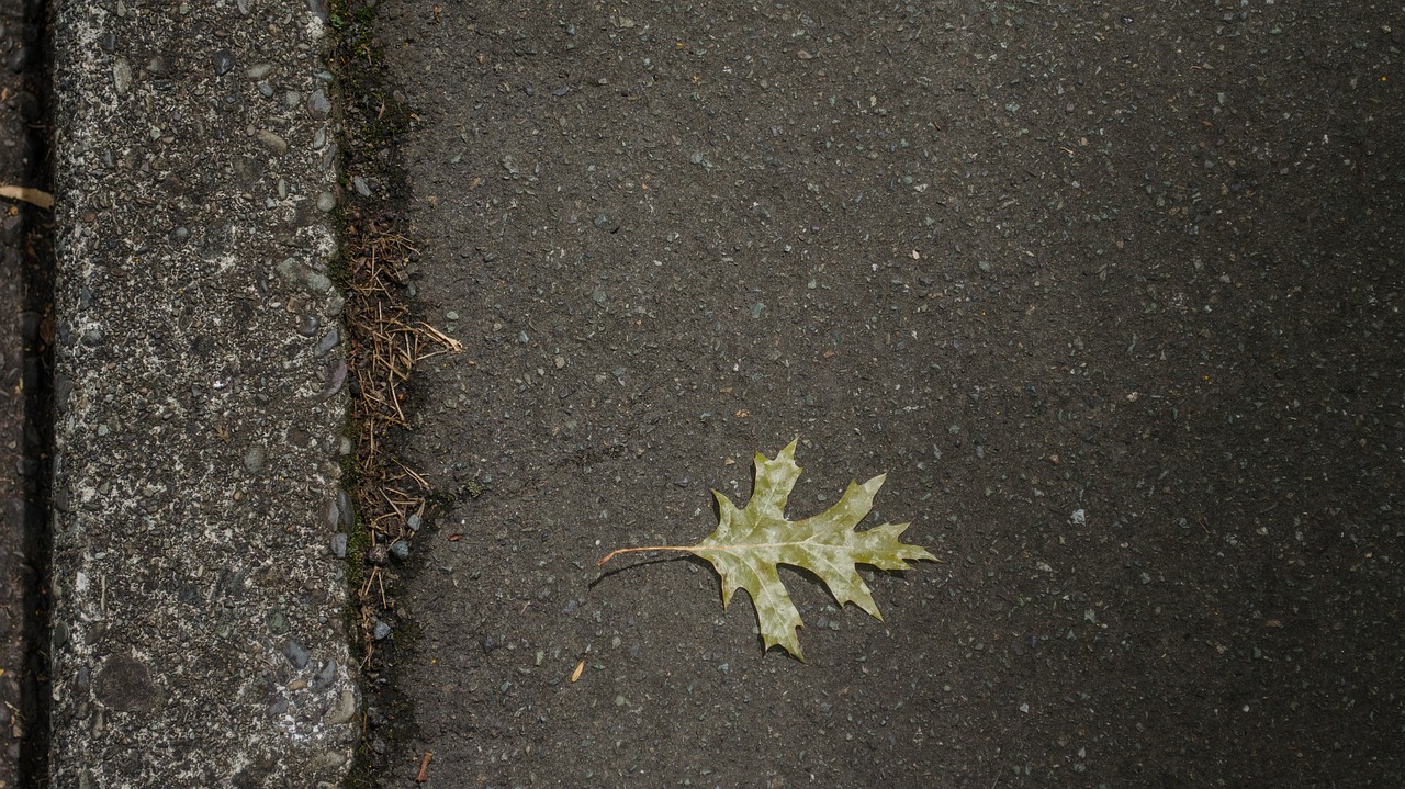 leaf tree green free photo