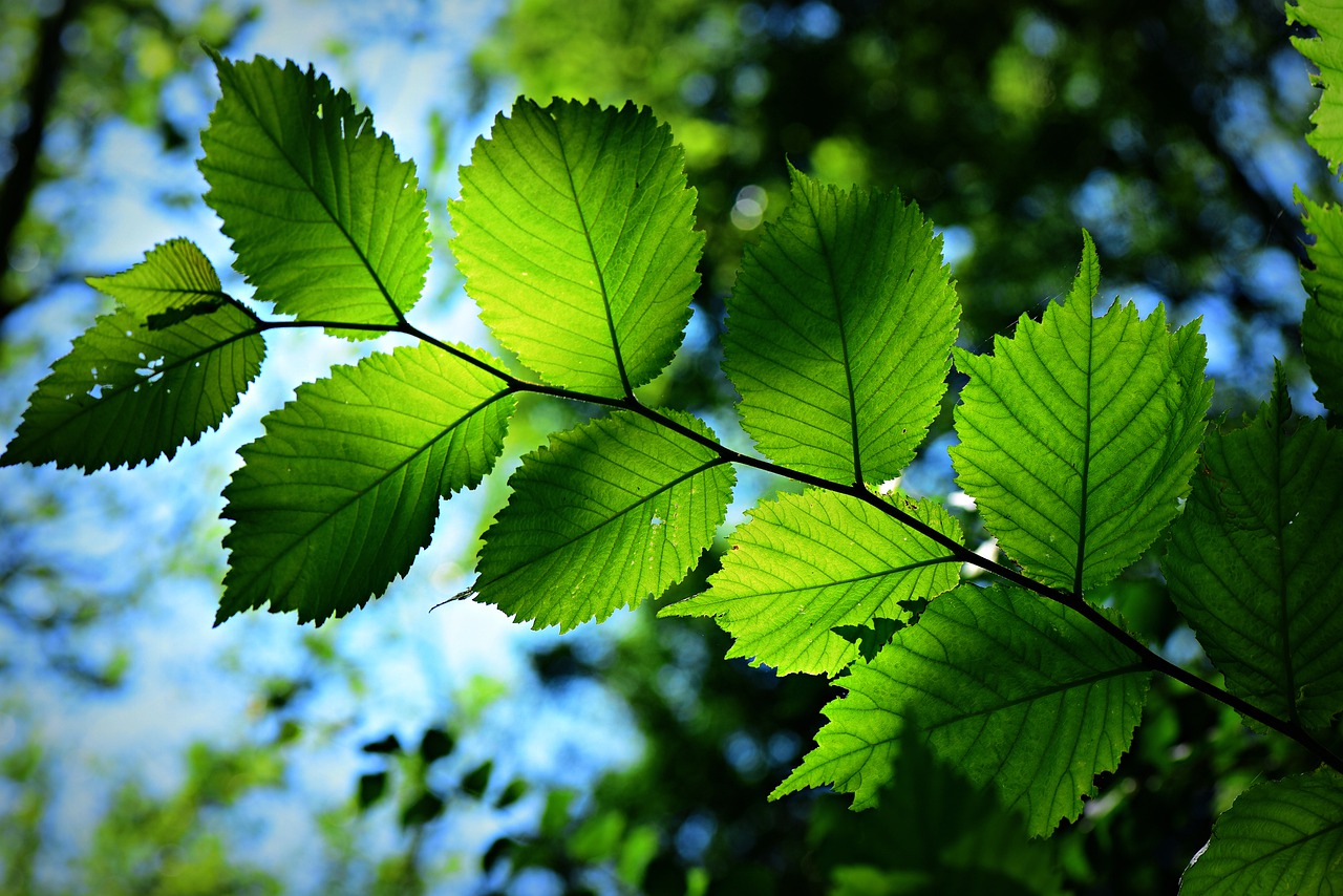 leaf  foliage  branch free photo