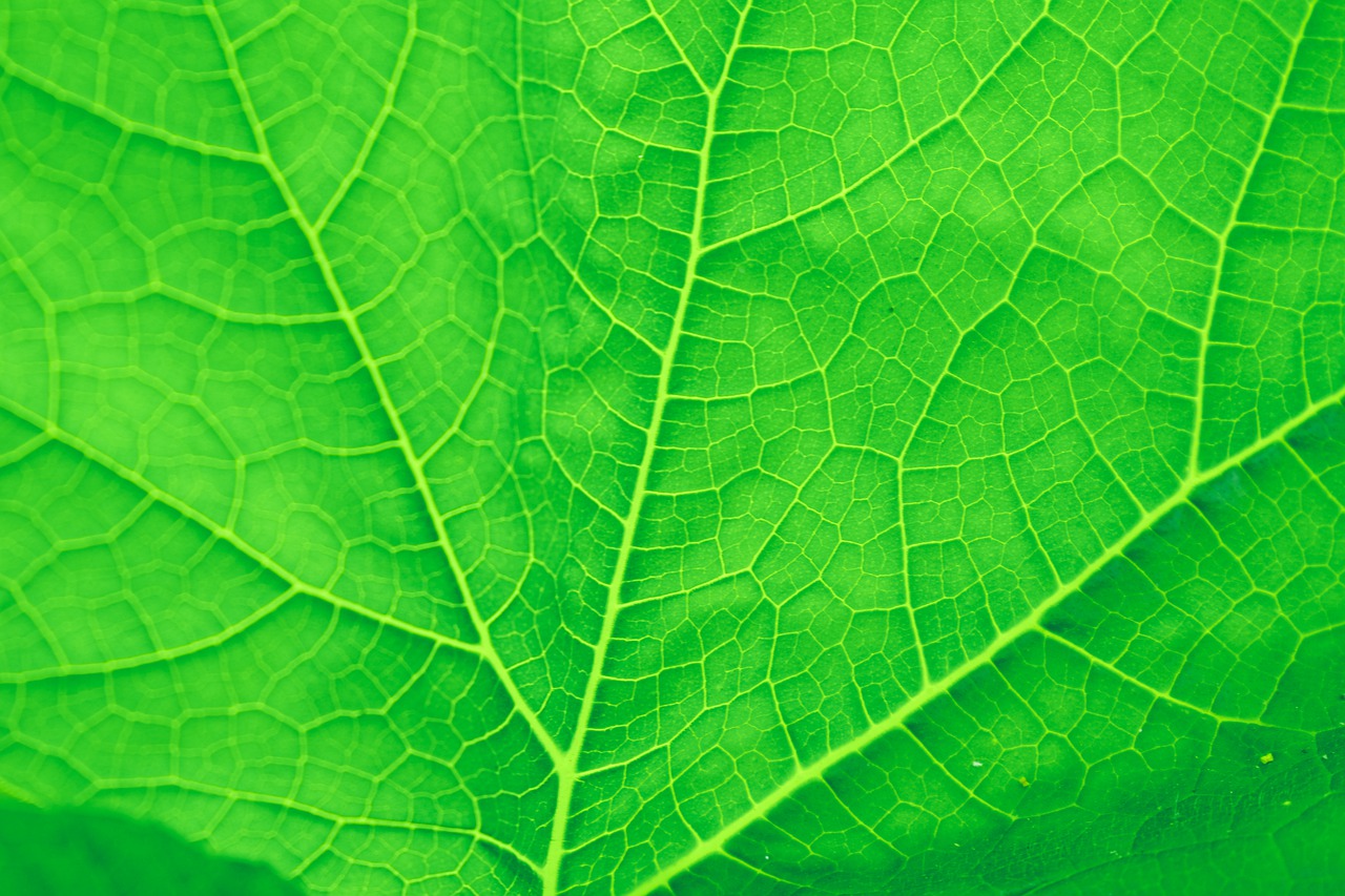 leaf  texture  pattern green free photo