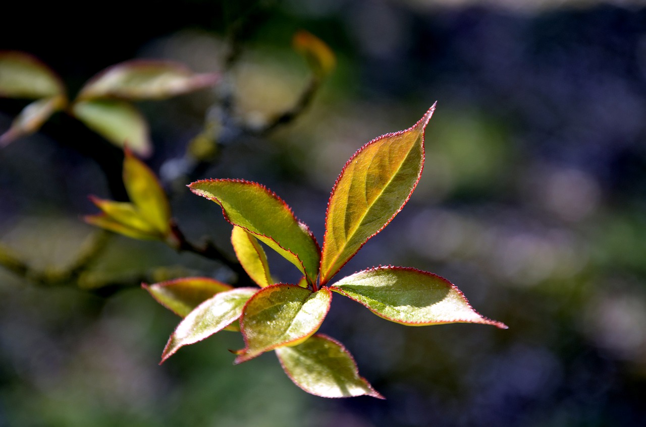 leaf  tree  nature free photo