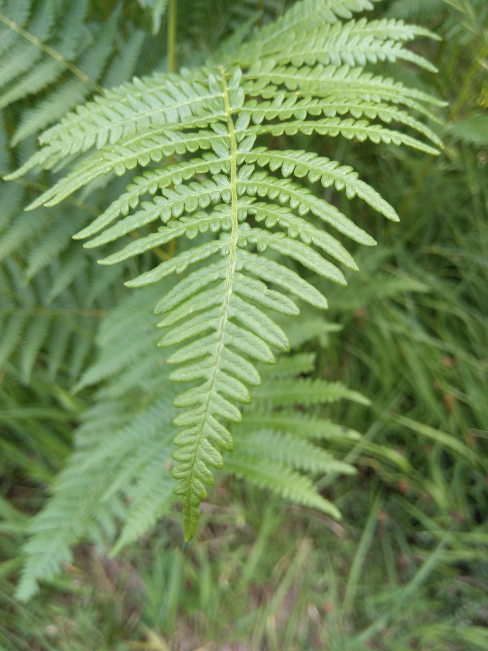 leaf  green  forest free photo