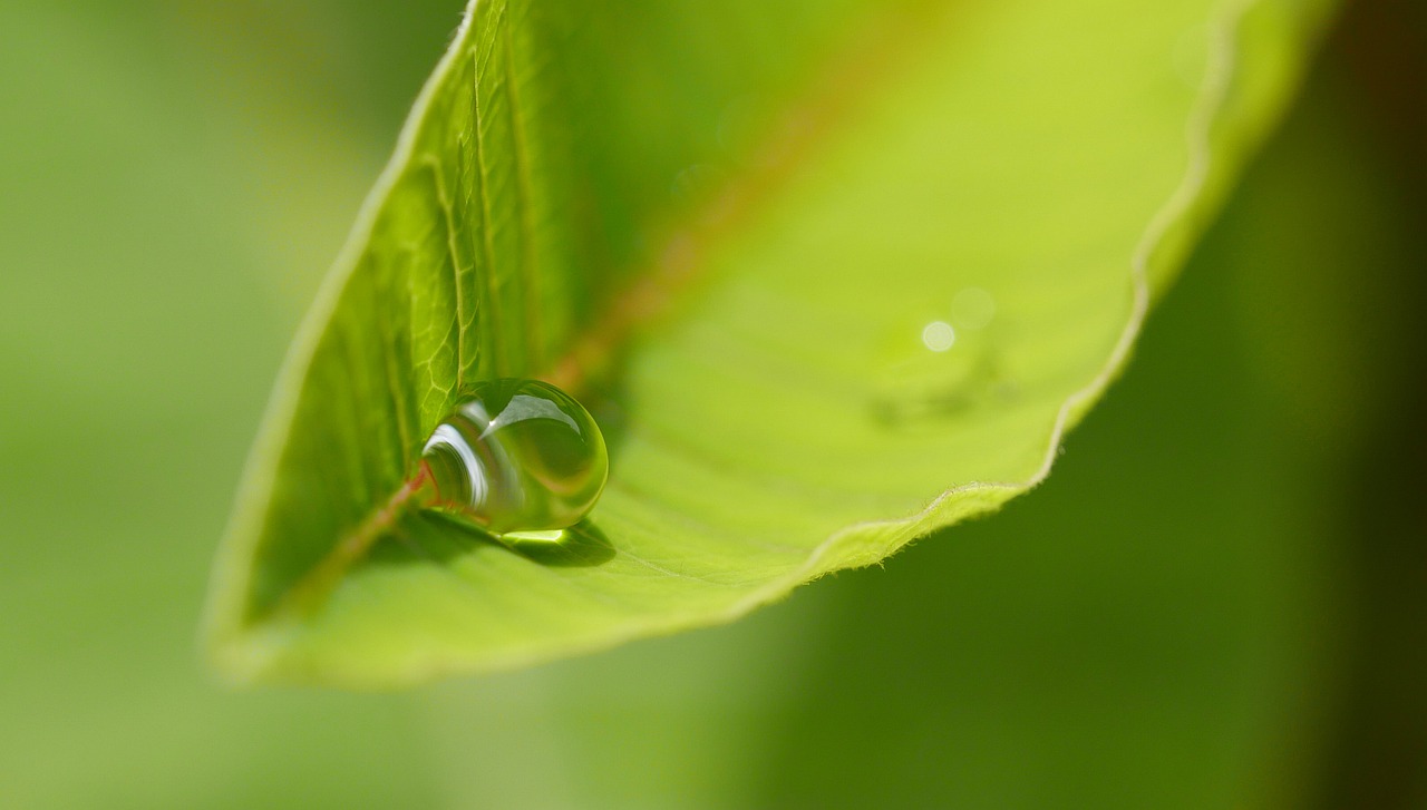 leaf  water  a drop of water free photo