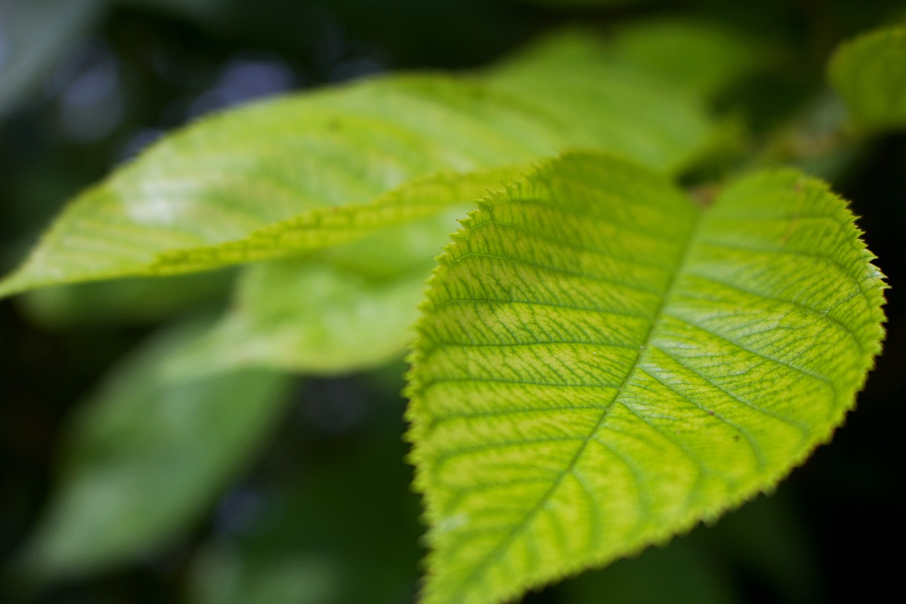 leaf  green  natural free photo