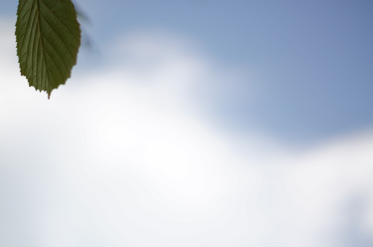 leaf sky cloud free photo