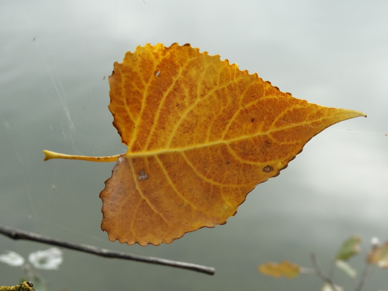 leaf yellow structure free photo