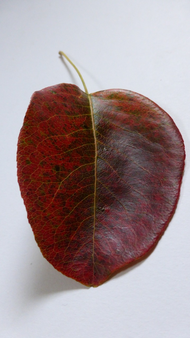 leaf pear autumn free photo