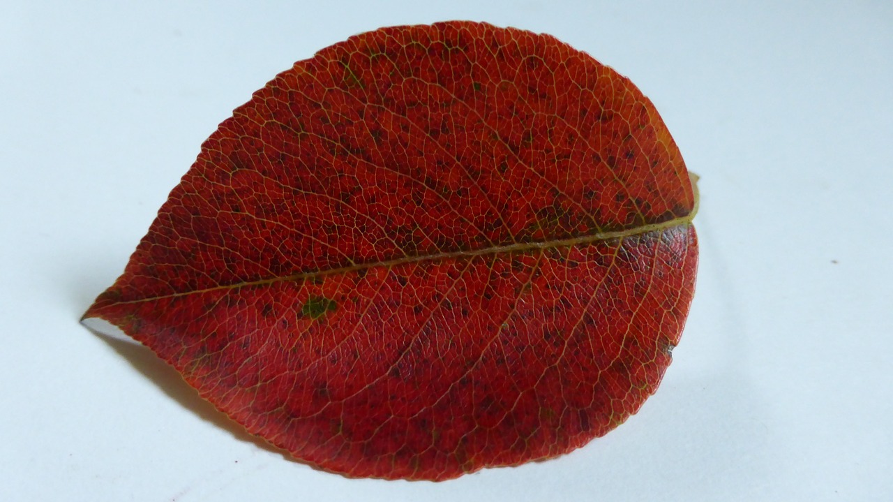 leaf pear autumn free photo