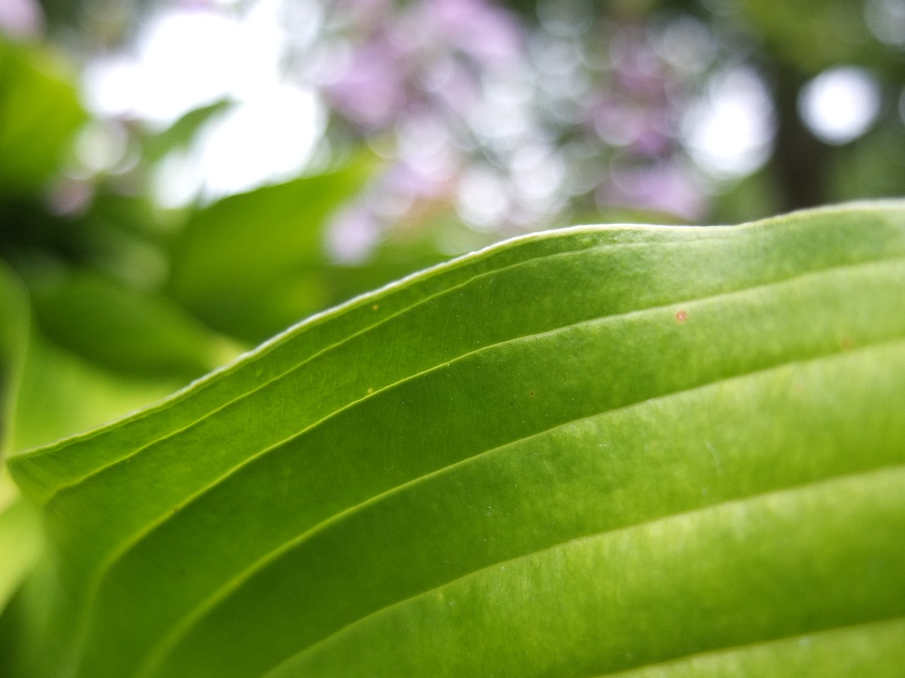 leaf macro nature free photo