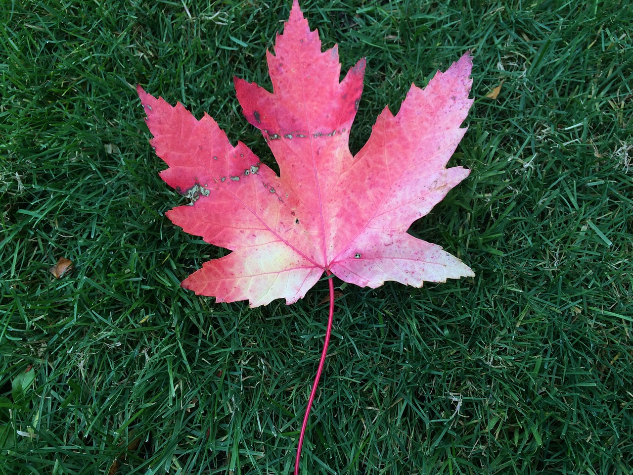 leaf autumn canada free photo