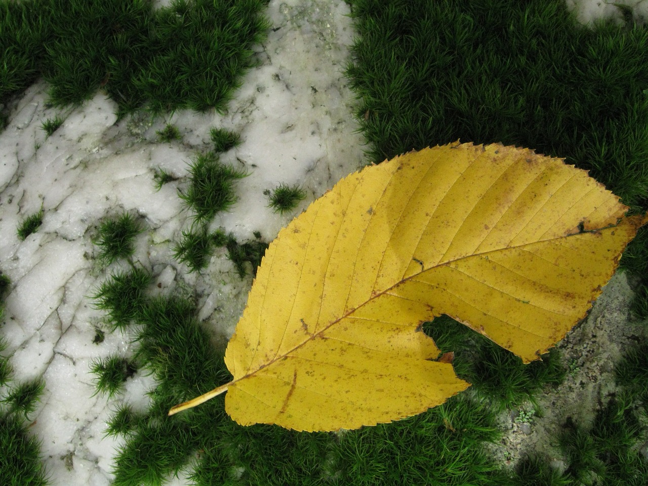 leaf moss stone free photo