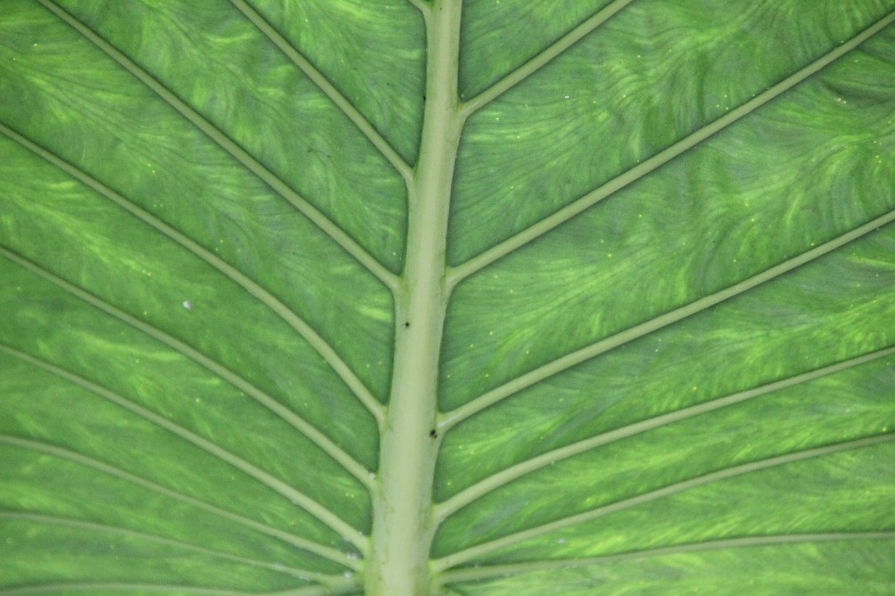 leaf green structure free photo
