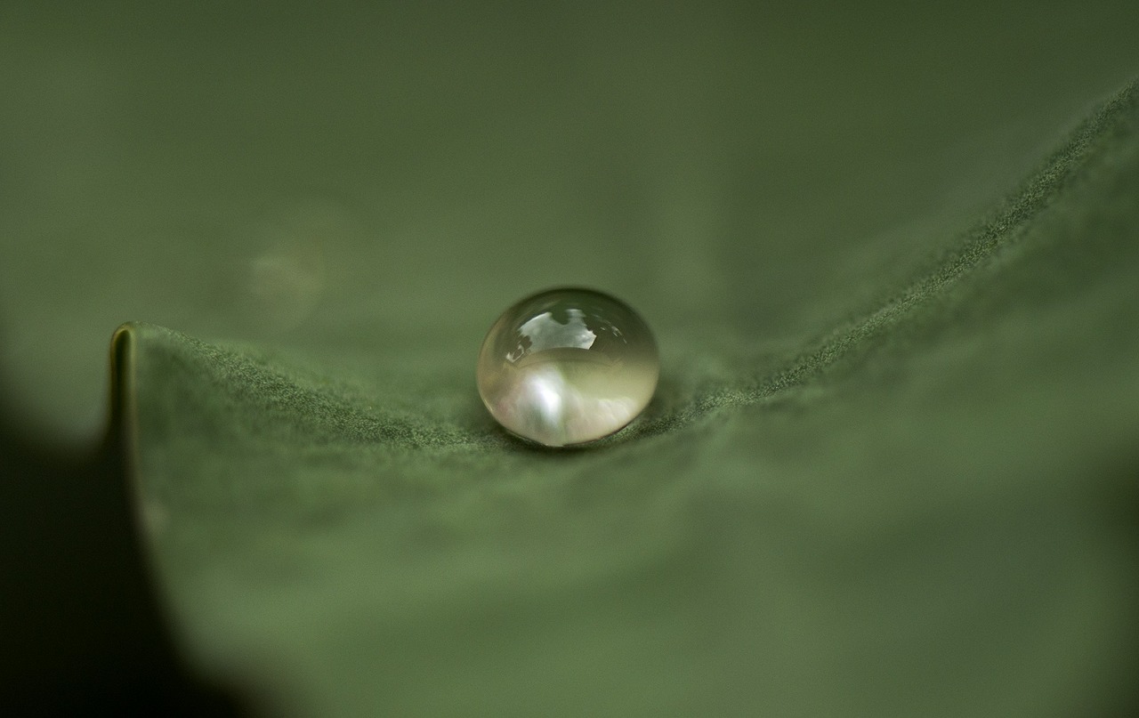 leaf drop droplet free photo