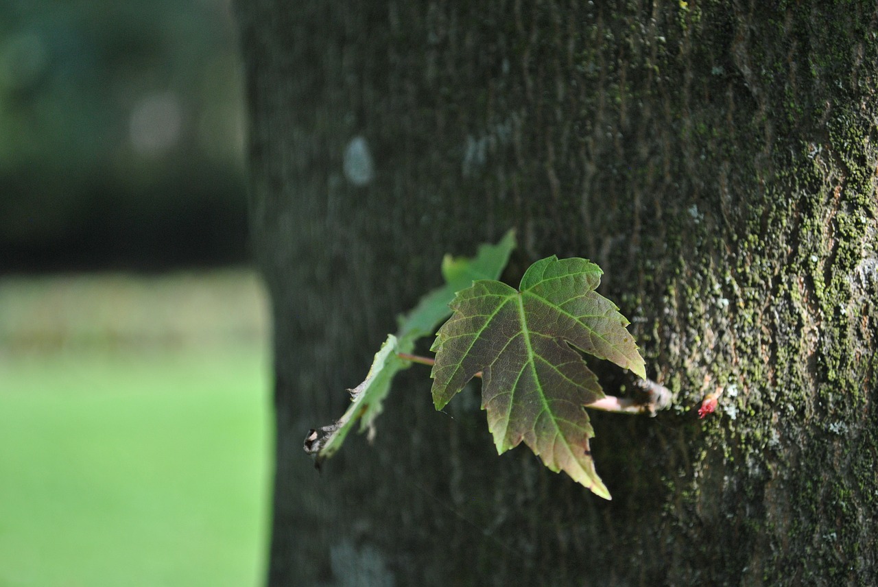 leaf tree trunk free photo