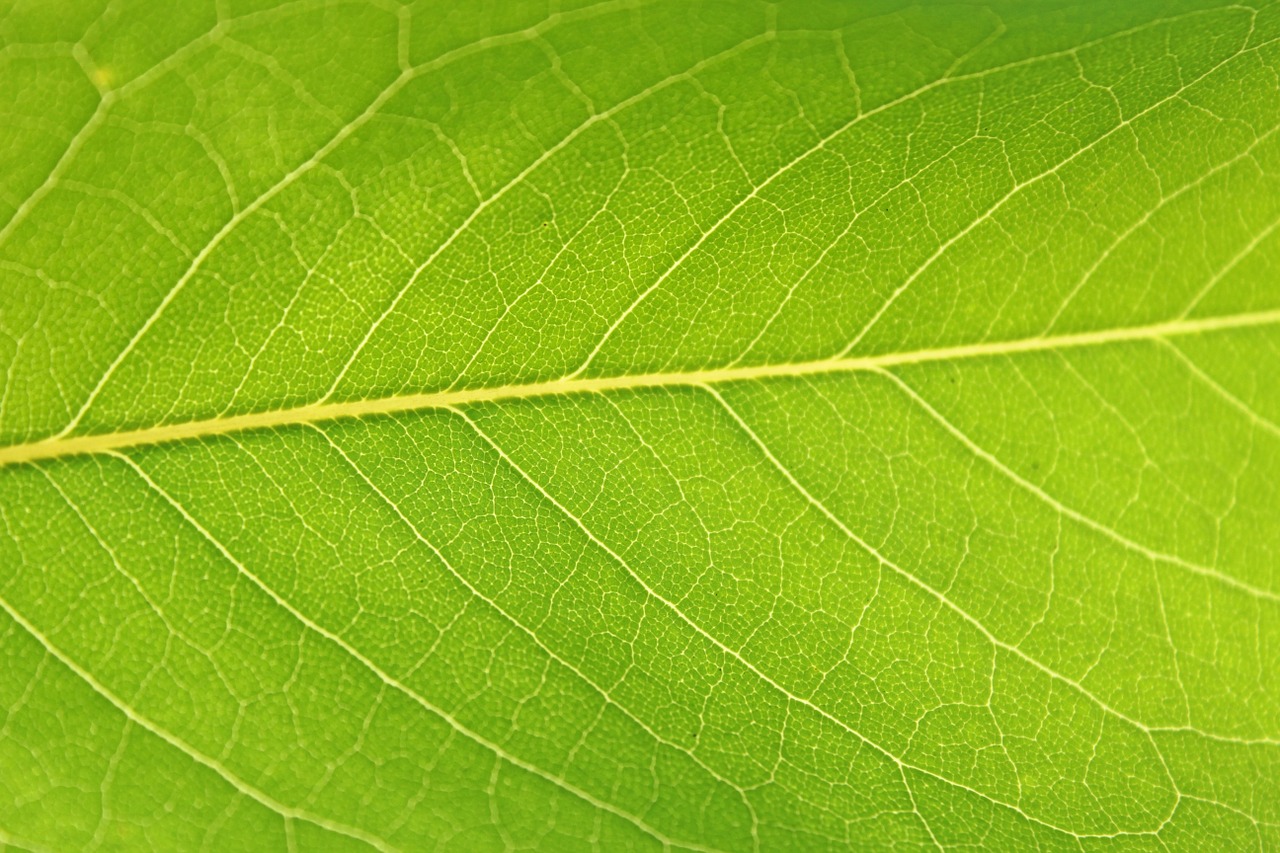 leaf green nature free photo