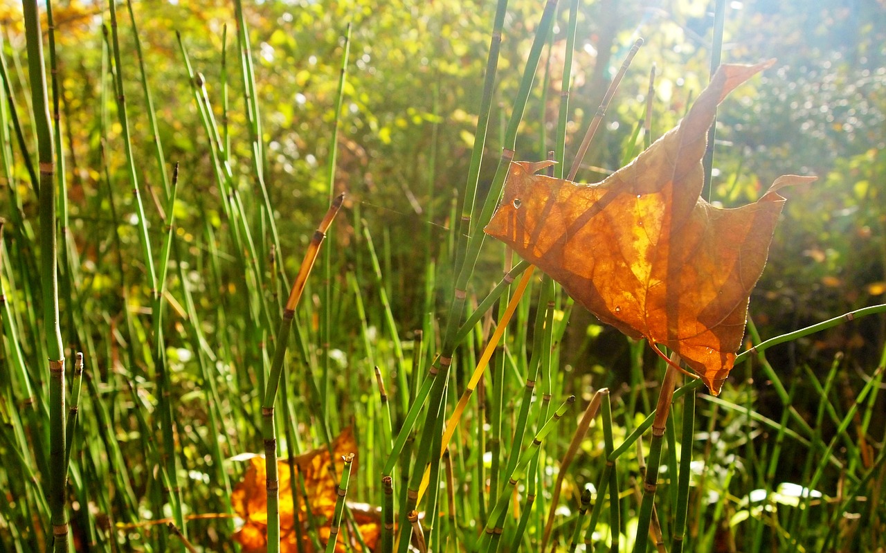 leaf grass weeds free photo