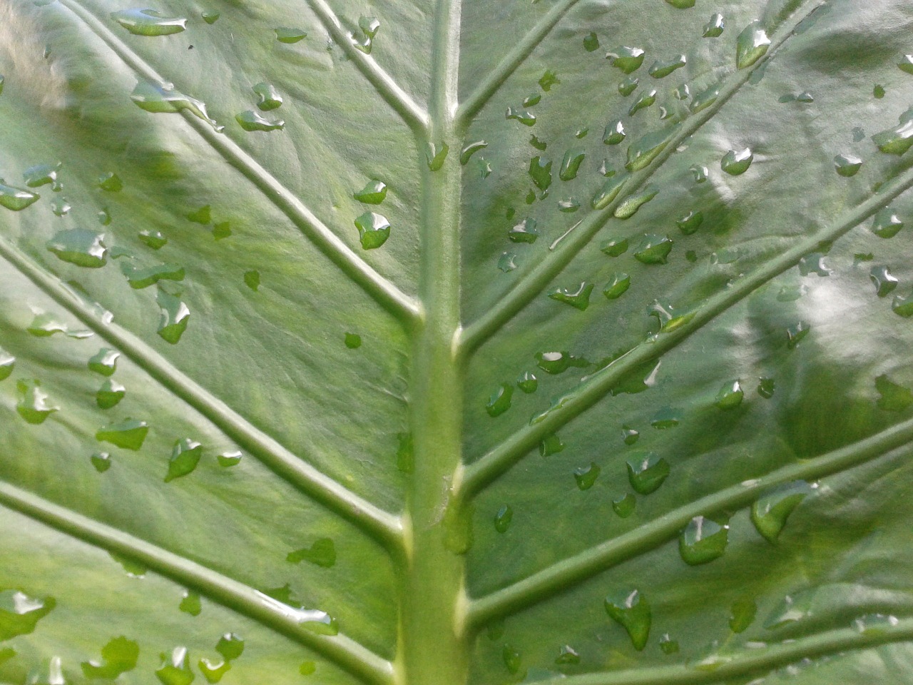 leaf drops green free photo
