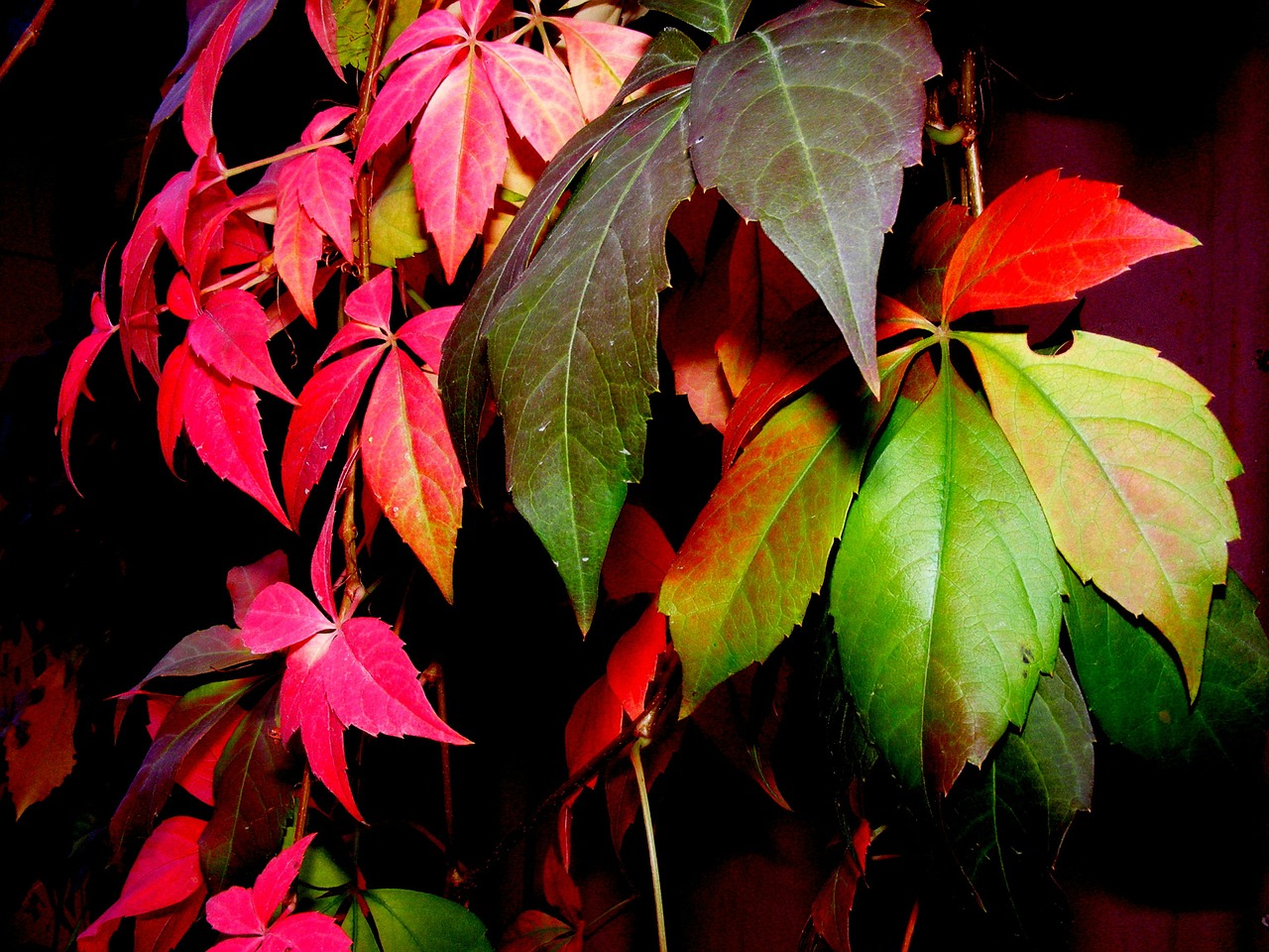 leaf autumn coloring free photo