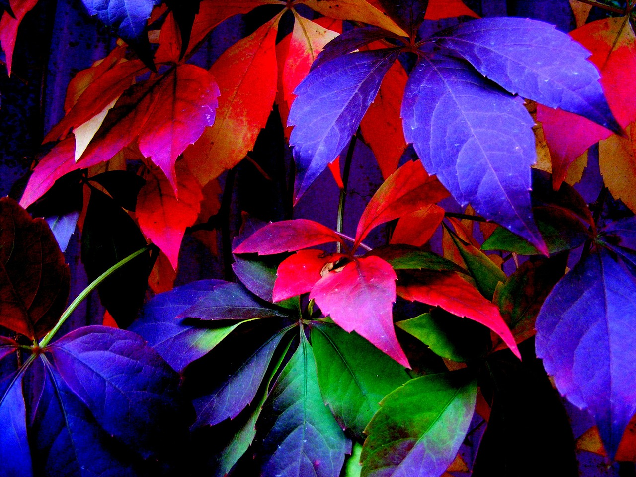 leaf autumn coloring free photo