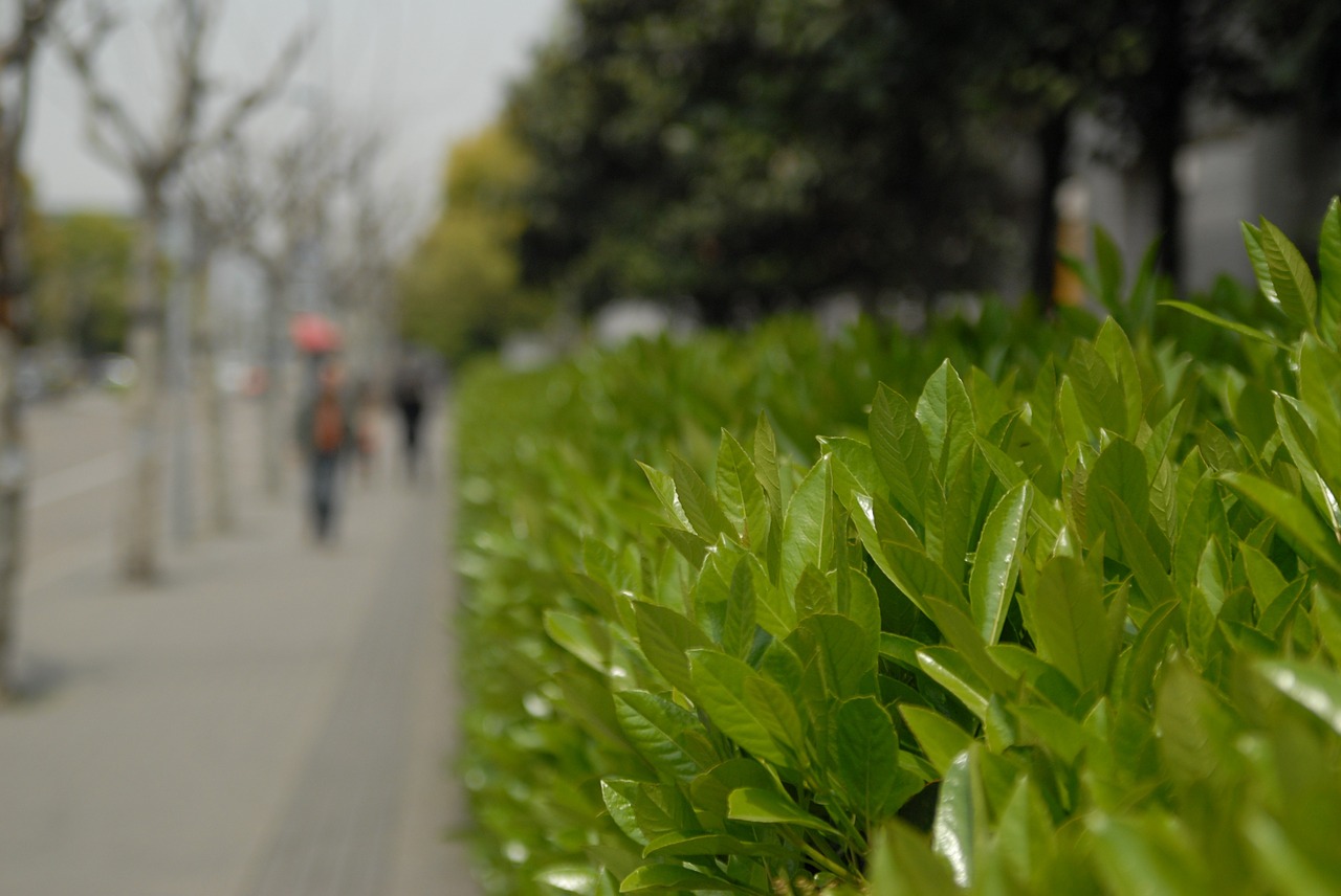 leaf park the scenery free photo