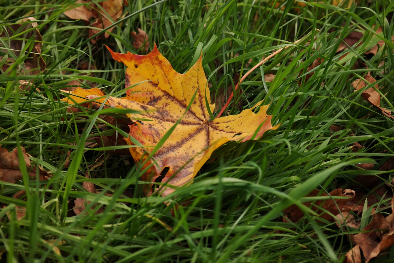 leaf maple meadow free photo