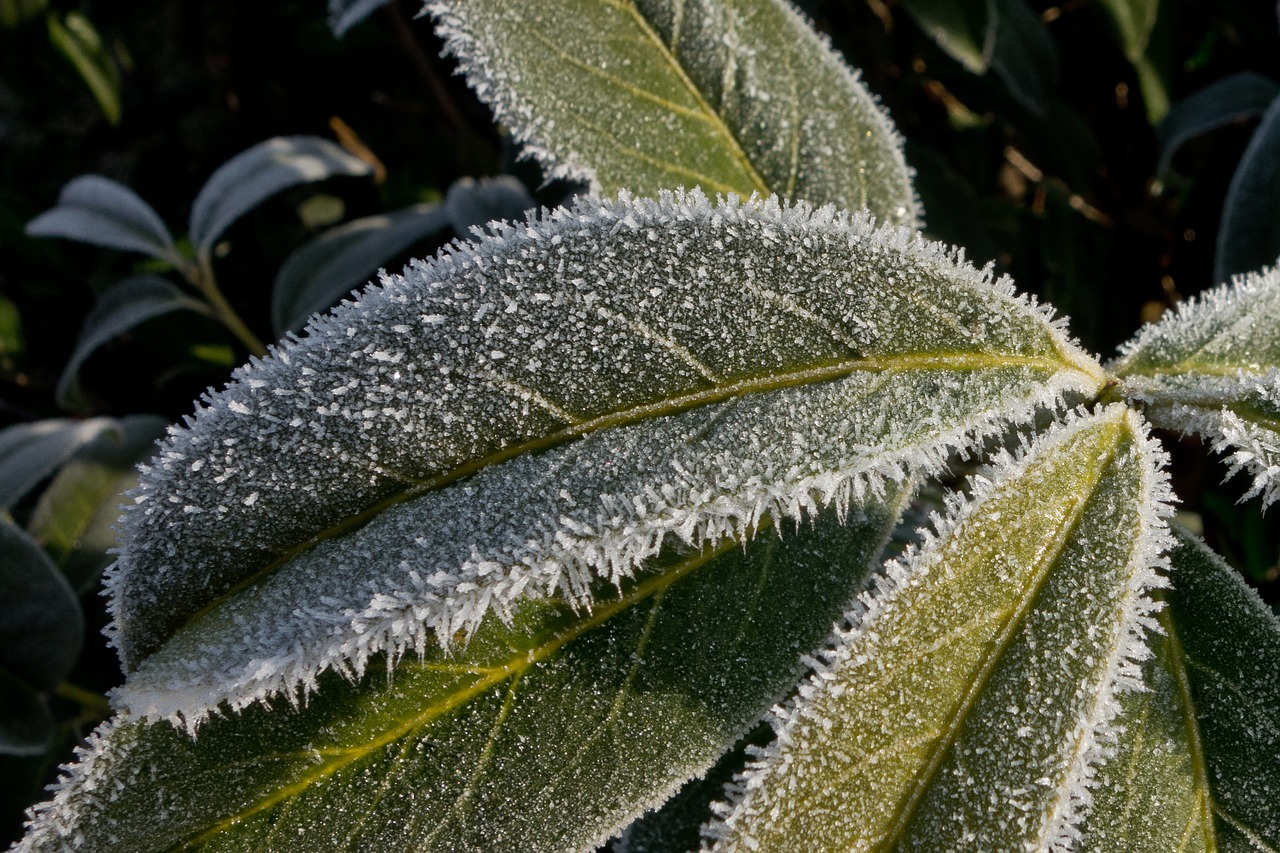 leaf frost ice free photo