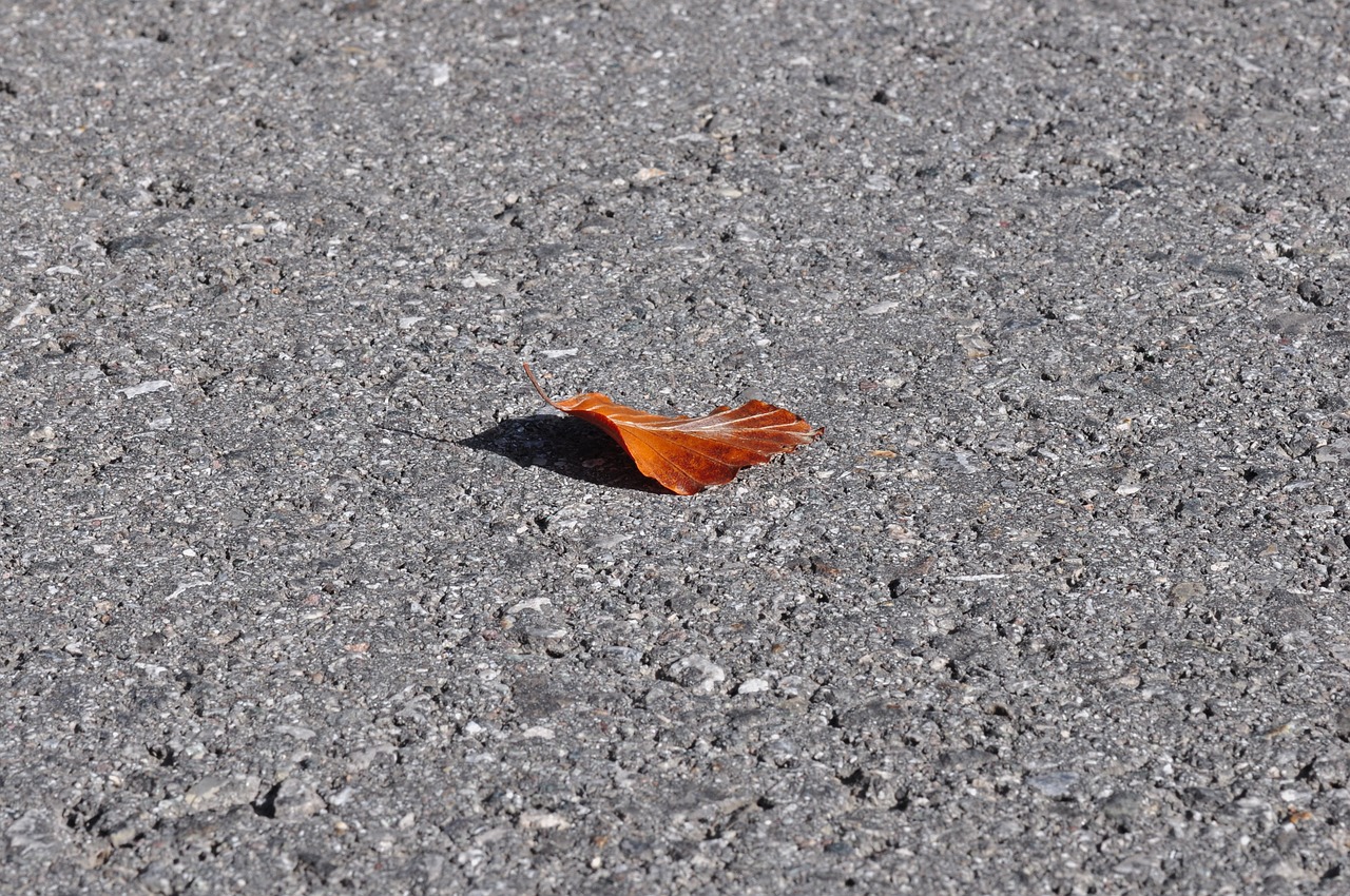 leaf leaves asphalt free photo