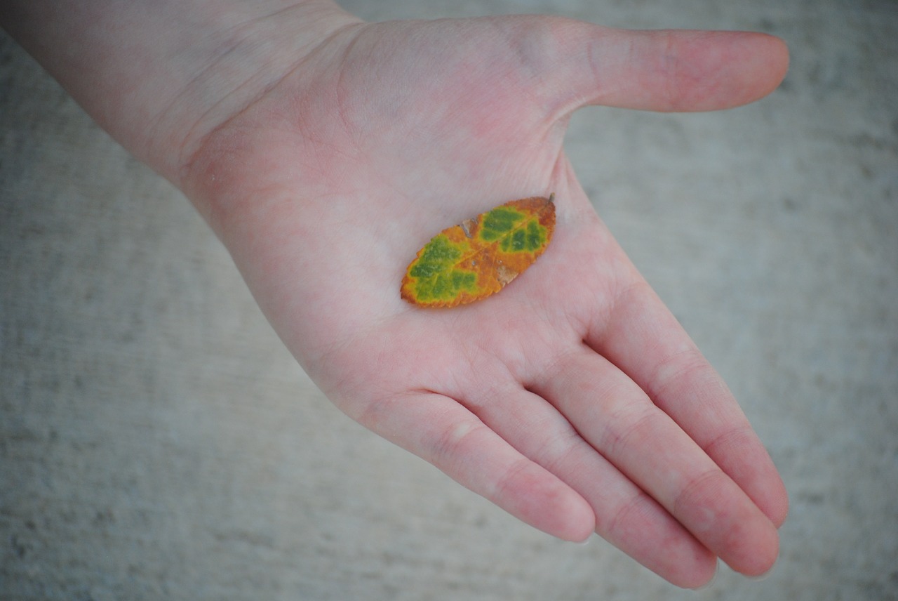 leaf hand nature free photo