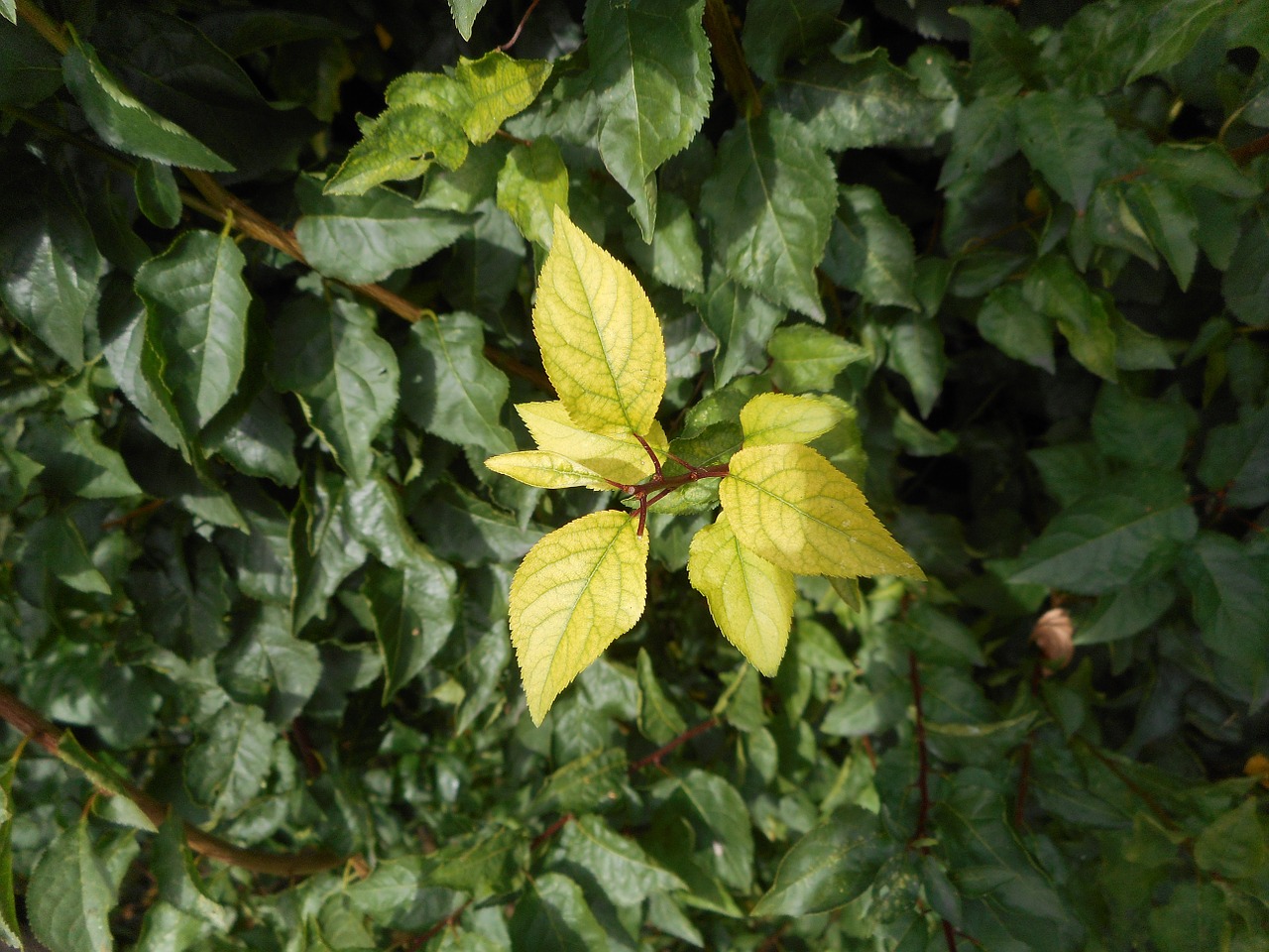 leaf green bush free photo