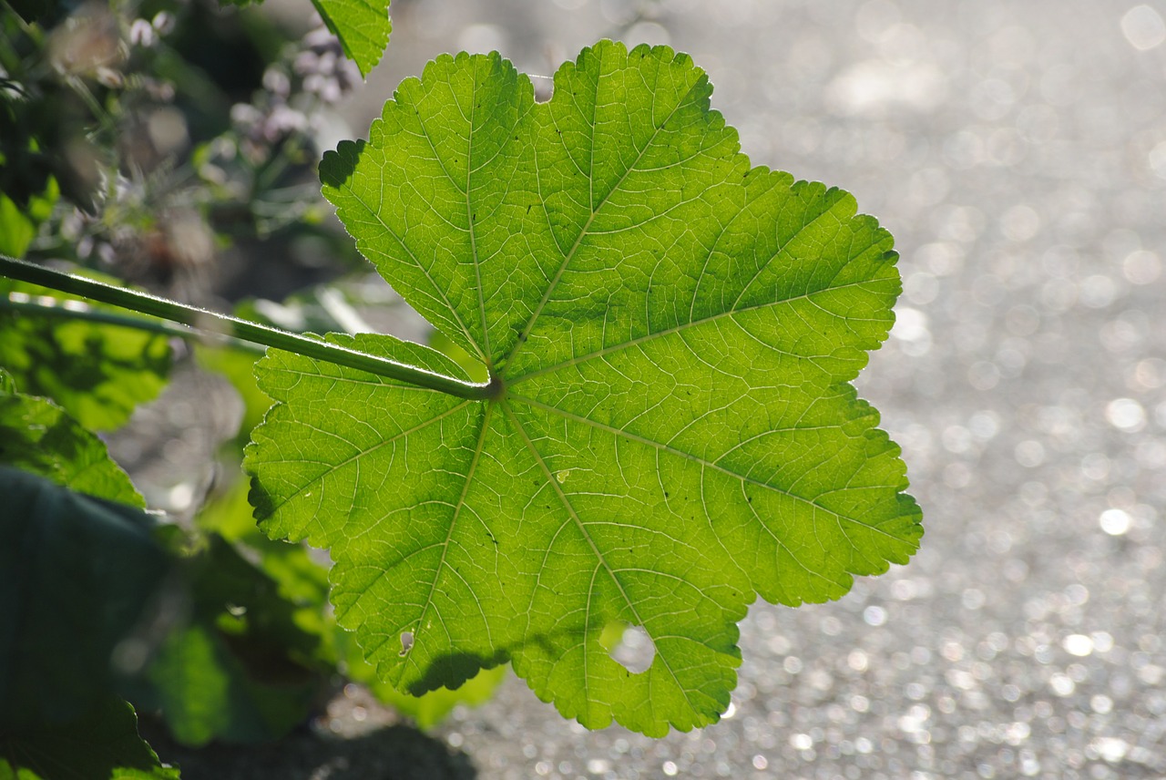 leaf green nature free photo