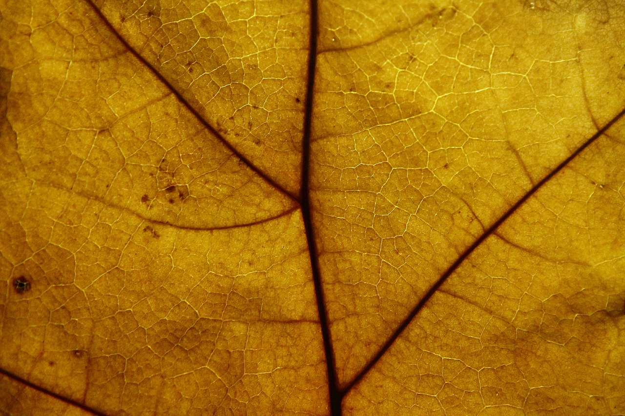 leaf structure pattern free photo